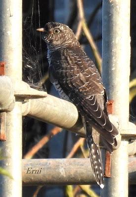 EJERCICIO DE IDENTIFICACIÓN DE UNAS AVES DE LAREDO