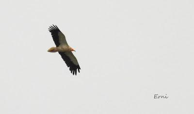 EJERCICIO DE IDENTIFICACIÓN DE UNAS AVES DE LAREDO