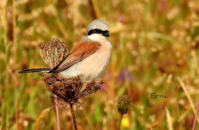 EJERCICIO DE IDENTIFICACIÓN DE UNAS AVES DE LAREDO