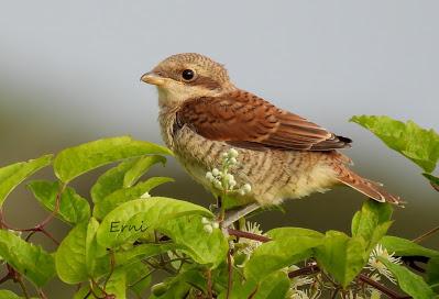 EJERCICIO DE IDENTIFICACIÓN DE UNAS AVES DE LAREDO