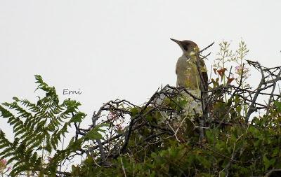 EJERCICIO DE IDENTIFICACIÓN DE UNAS AVES DE LAREDO