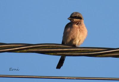 EJERCICIO DE IDENTIFICACIÓN DE UNAS AVES DE LAREDO