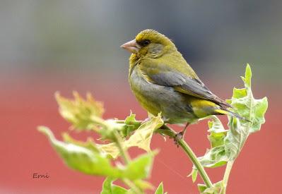 EJERCICIO DE IDENTIFICACIÓN DE UNAS AVES DE LAREDO