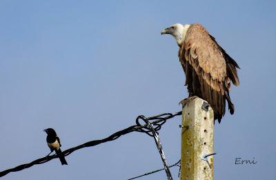 EJERCICIO DE IDENTIFICACIÓN DE UNAS AVES DE LAREDO