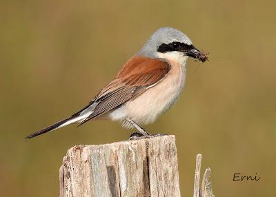 EJERCICIO DE IDENTIFICACIÓN DE UNAS AVES DE LAREDO