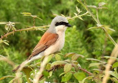 EJERCICIO DE IDENTIFICACIÓN DE UNAS AVES DE LAREDO