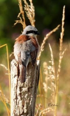 EJERCICIO DE IDENTIFICACIÓN DE UNAS AVES DE LAREDO