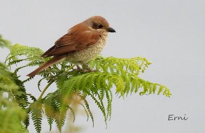 EJERCICIO DE IDENTIFICACIÓN DE UNAS AVES DE LAREDO