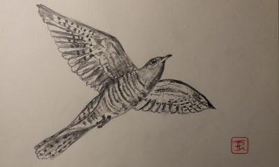 Dibujillos a lápiz del Cuculus canorus