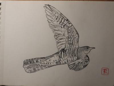 Dibujillos a lápiz del Cuculus canorus