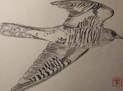 Dibujillos lápiz Cuculus canorus