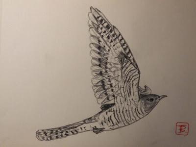 Dibujillos a lápiz del Cuculus canorus