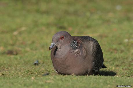 Aves en Palermo Aves en Palermo