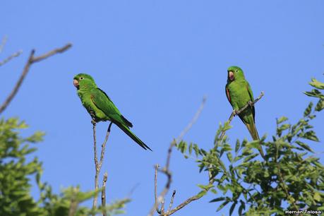 Aves en Palermo