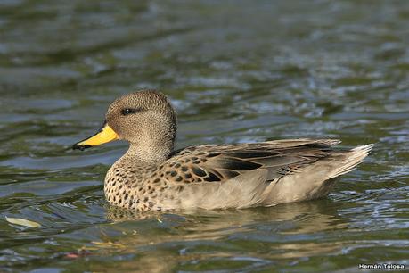 Aves en Palermo