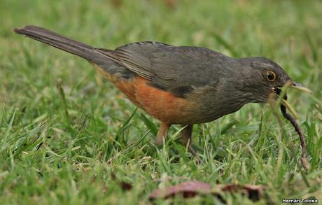 Aves en Palermo