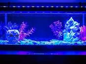 Aquarium Fish Tank Blue White Light