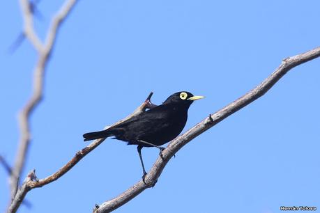 Aves de la laguna Las Perdices