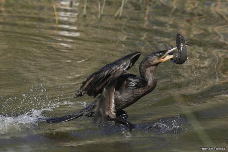 Aves de la laguna Las Perdices