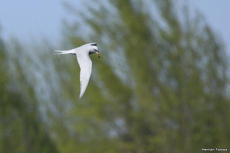 Aves de la laguna Las Perdices