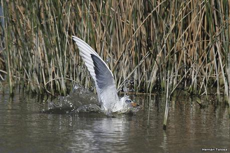 Aves de la laguna Las Perdices
