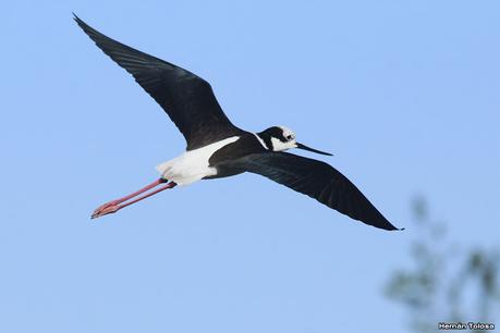 Aves de la laguna Las Perdices