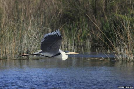 Aves de la laguna Las Perdices