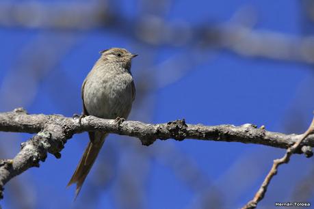 Aves de la laguna Las Perdices