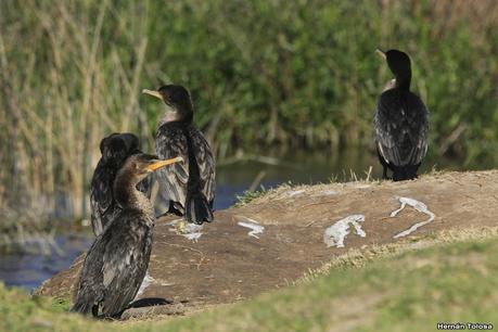 Aves de la laguna Las Perdices