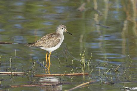 Aves de la laguna Las Perdices