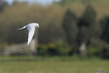 Aves de la laguna Las Perdices