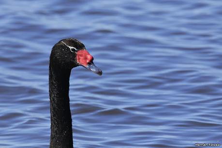 Aves de la laguna Las Perdices