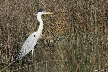 Aves de la laguna Las Perdices