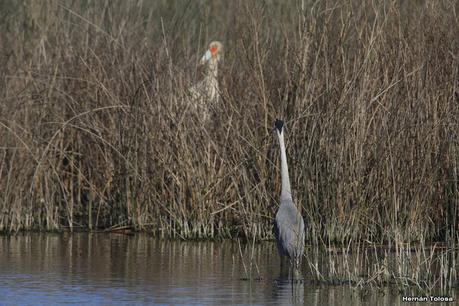 Aves de la laguna Las Perdices