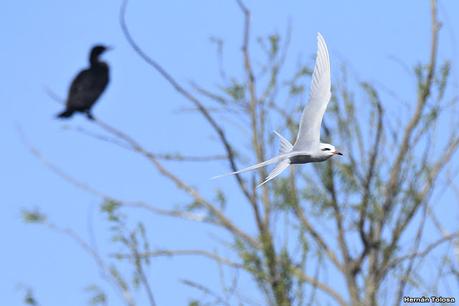 Aves de la laguna Las Perdices