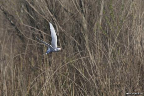 Aves de la laguna Las Perdices