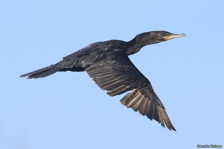 Aves de la laguna Las Perdices