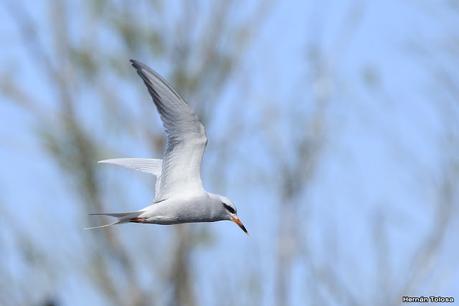 Aves de la laguna Las Perdices