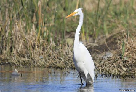 Aves de la laguna Las Perdices