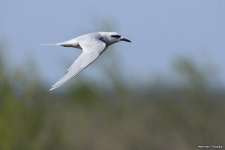 Aves de la laguna Las Perdices