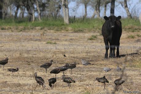 Aves de la laguna Las Perdices