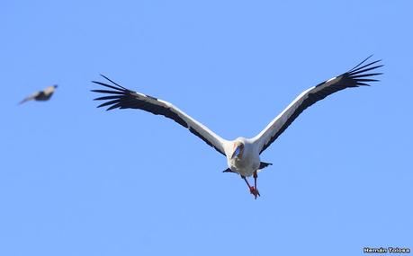 Aves de la laguna Las Perdices