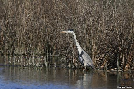 Aves de la laguna Las Perdices