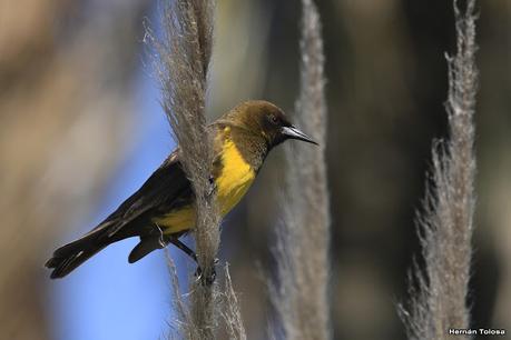 Aves de la laguna Las Perdices