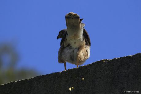 Aves de la laguna Las Perdices