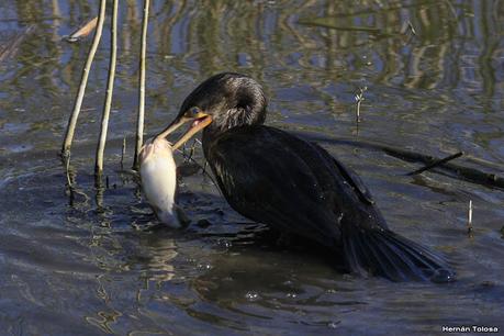 Aves de la laguna Las Perdices