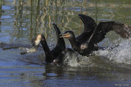 Aves de la laguna Las Perdices