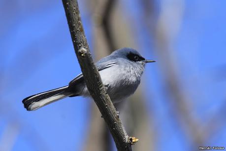 Aves de la laguna Las Perdices
