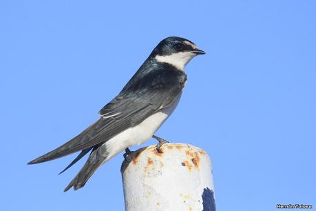 Aves de la laguna Las Perdices