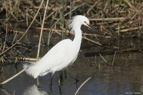 Aves de la laguna Las Perdices
